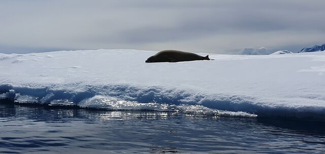 A majestic seal just chilling on an Iceberg